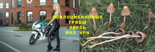 стаф Кодинск